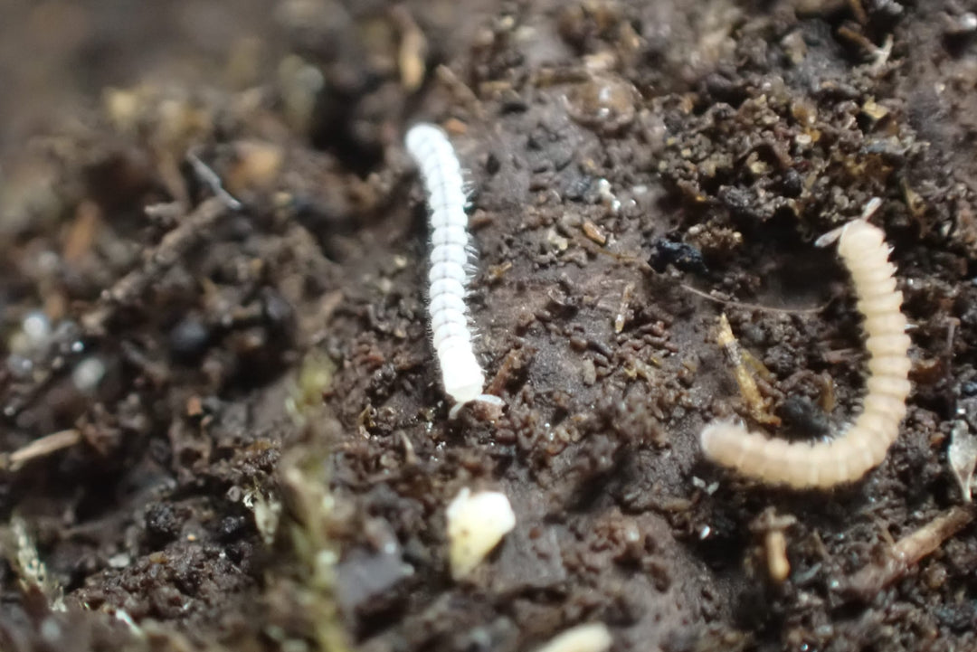 Polydesmus sp Tiny Millipede