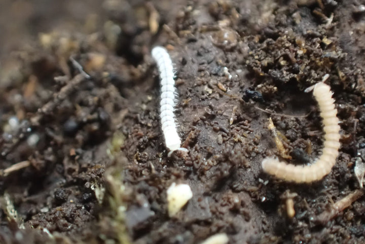 Polydesmus sp Tiny Millipede