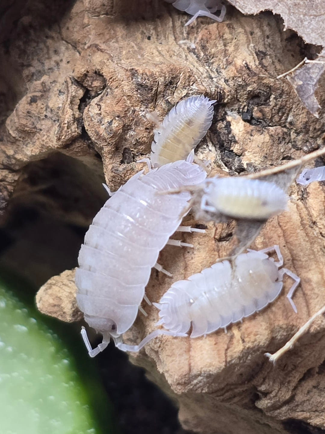 Porcellio Baeticensis Violet Isopods
