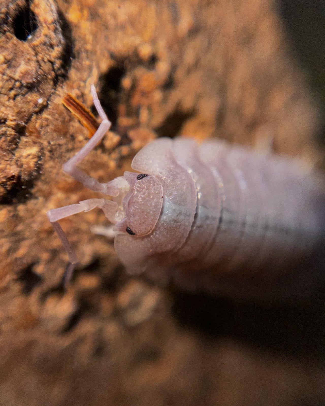 Porcellio Baeticensis Violet Isopods