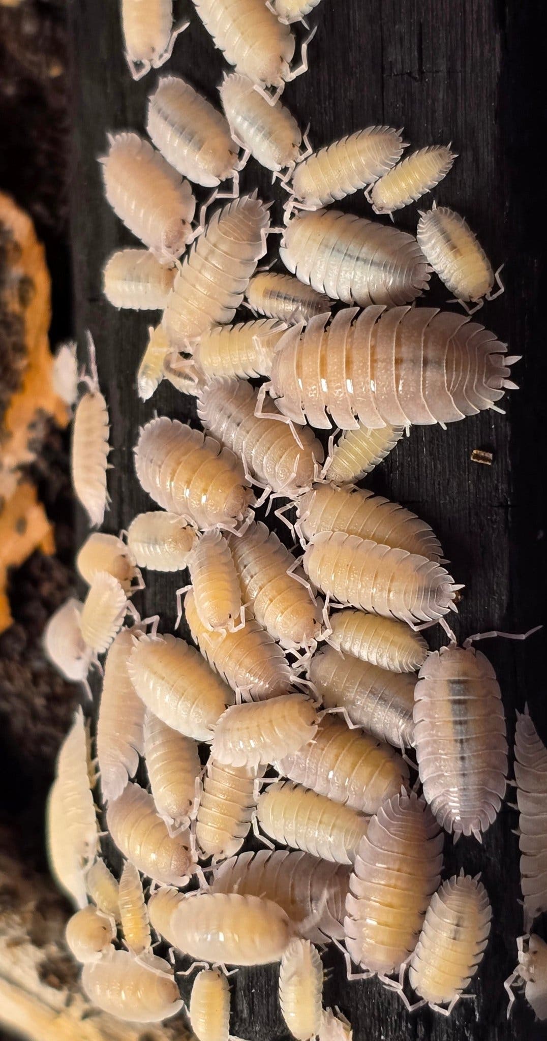 Porcellio Baeticensis Violet Isopods