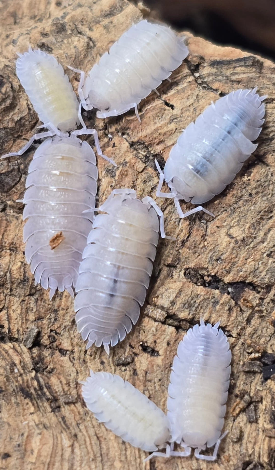Porcellio Baeticensis Violet Isopods