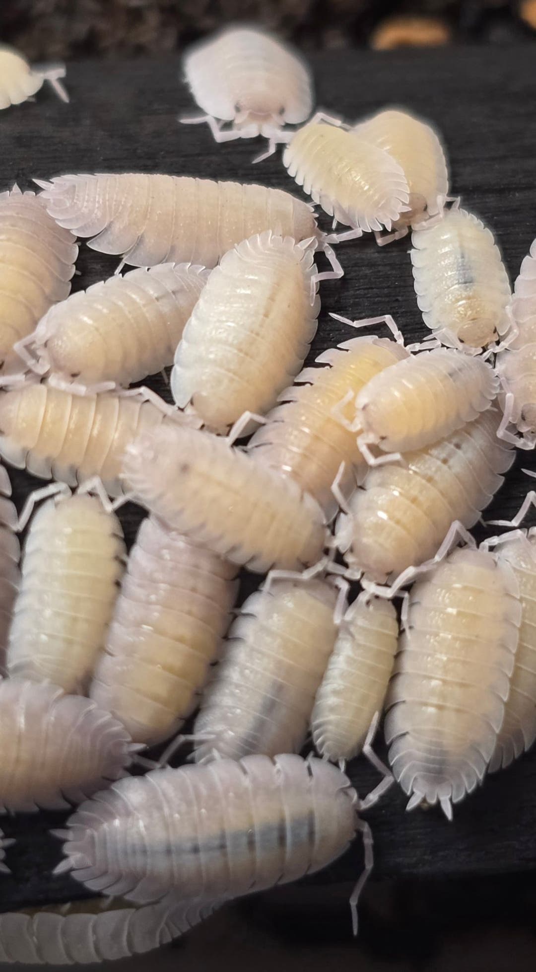 Porcellio Baeticensis Violet Isopods