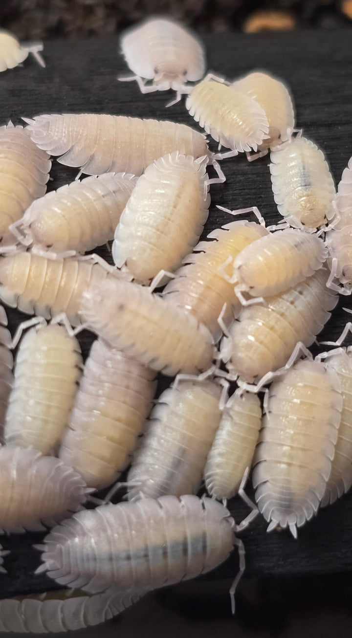 Porcellio Baeticensis Violet Isopods - Isopods For Sale UK I PostPods