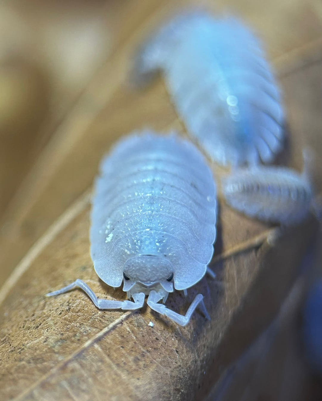 Porcellio Baeticensis Violet Isopods