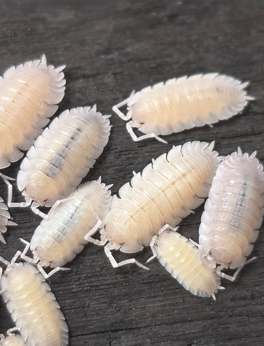 Porcellio Baeticensis Violet Isopods
