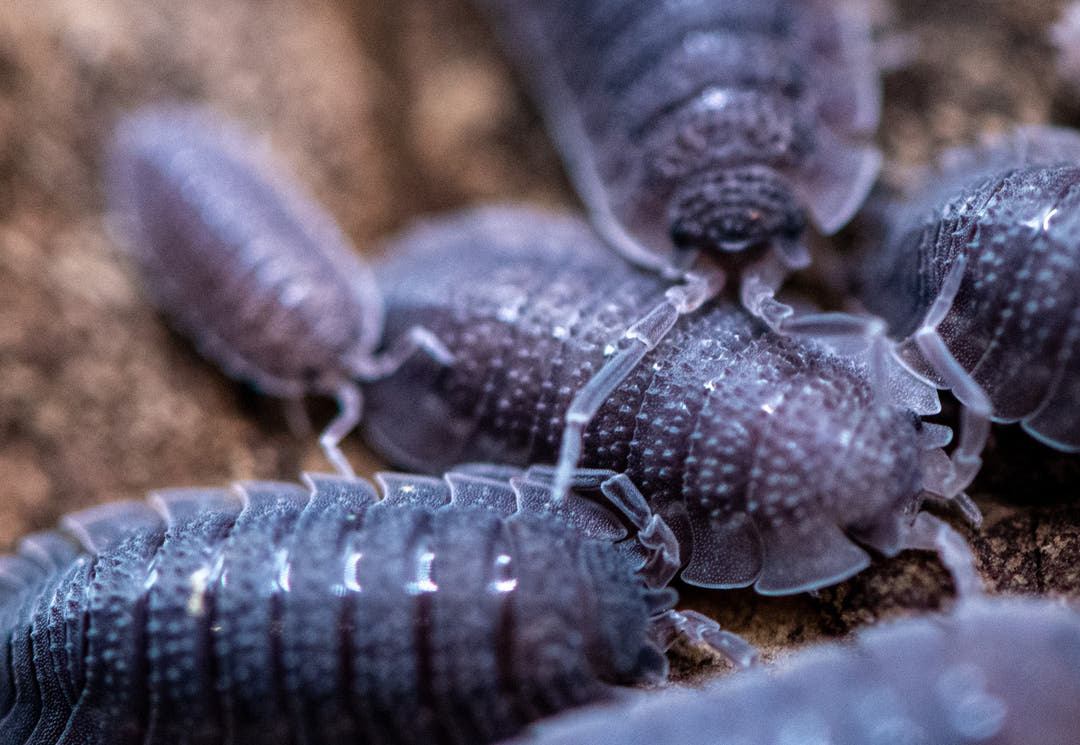 Close macro of several dark grey Porcellio echinatus isopods pressed together, their backs covered in pale bumps.