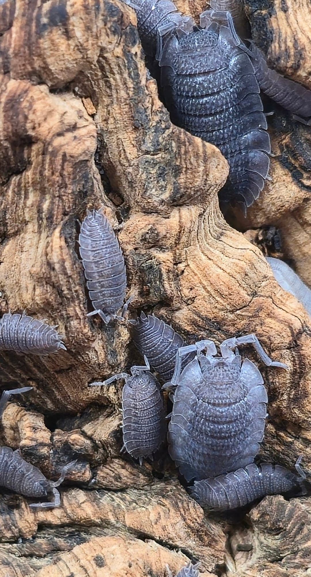 Porcellio echinatus isopods of mixed sizes on orange brown cork bark, their backs finely studded with pale dots.
