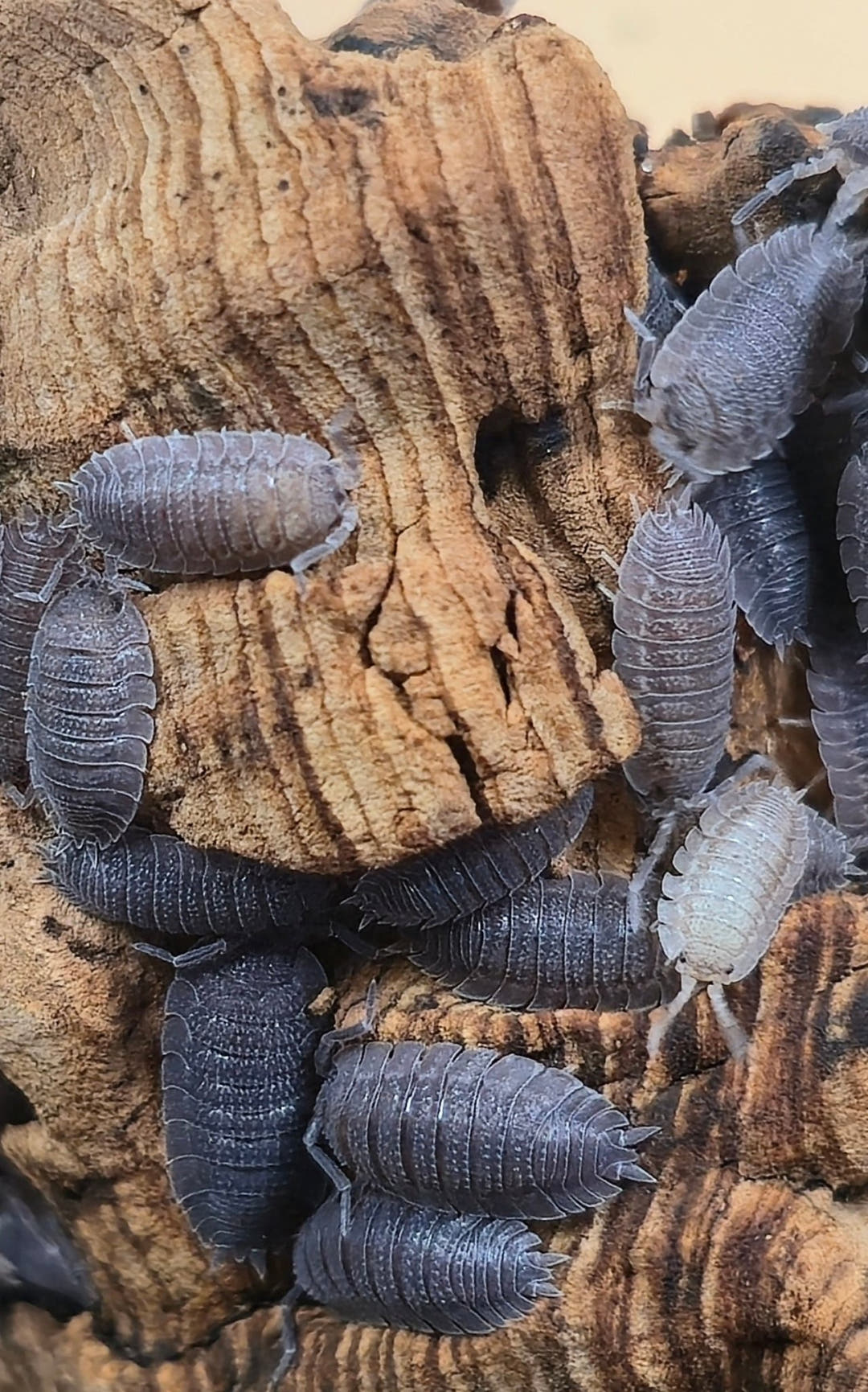 A cluster of dark grey Porcellio echinatus isopods on tan cork bark, one of them pale cream in colour.