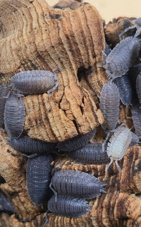 Porcellio Echinatus Isopods - Isopods For Sale UK | PostPods