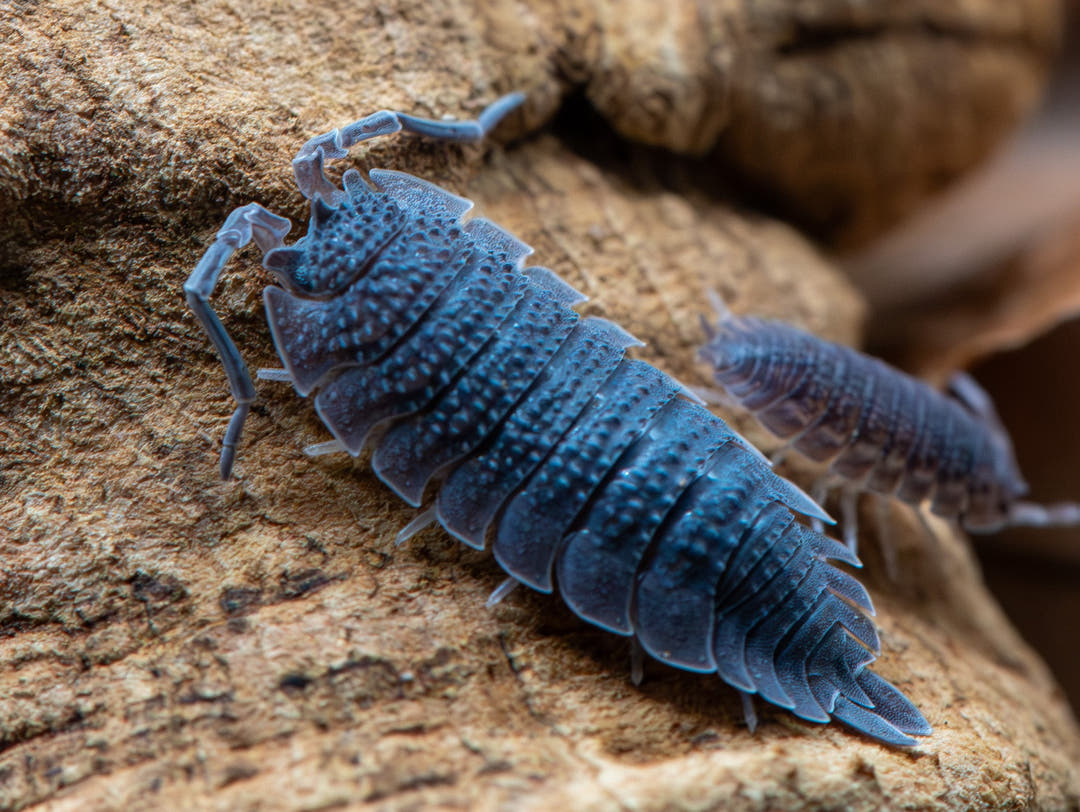 echinatus isopod