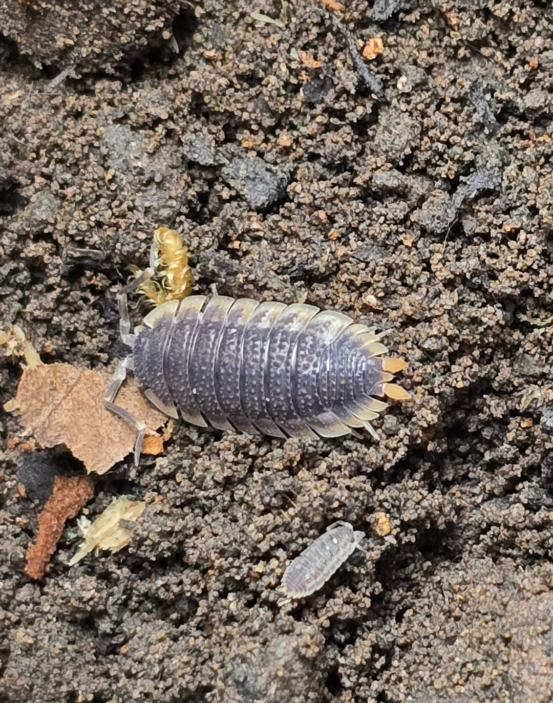 Porcellio Echinatus Red Edge Isopods