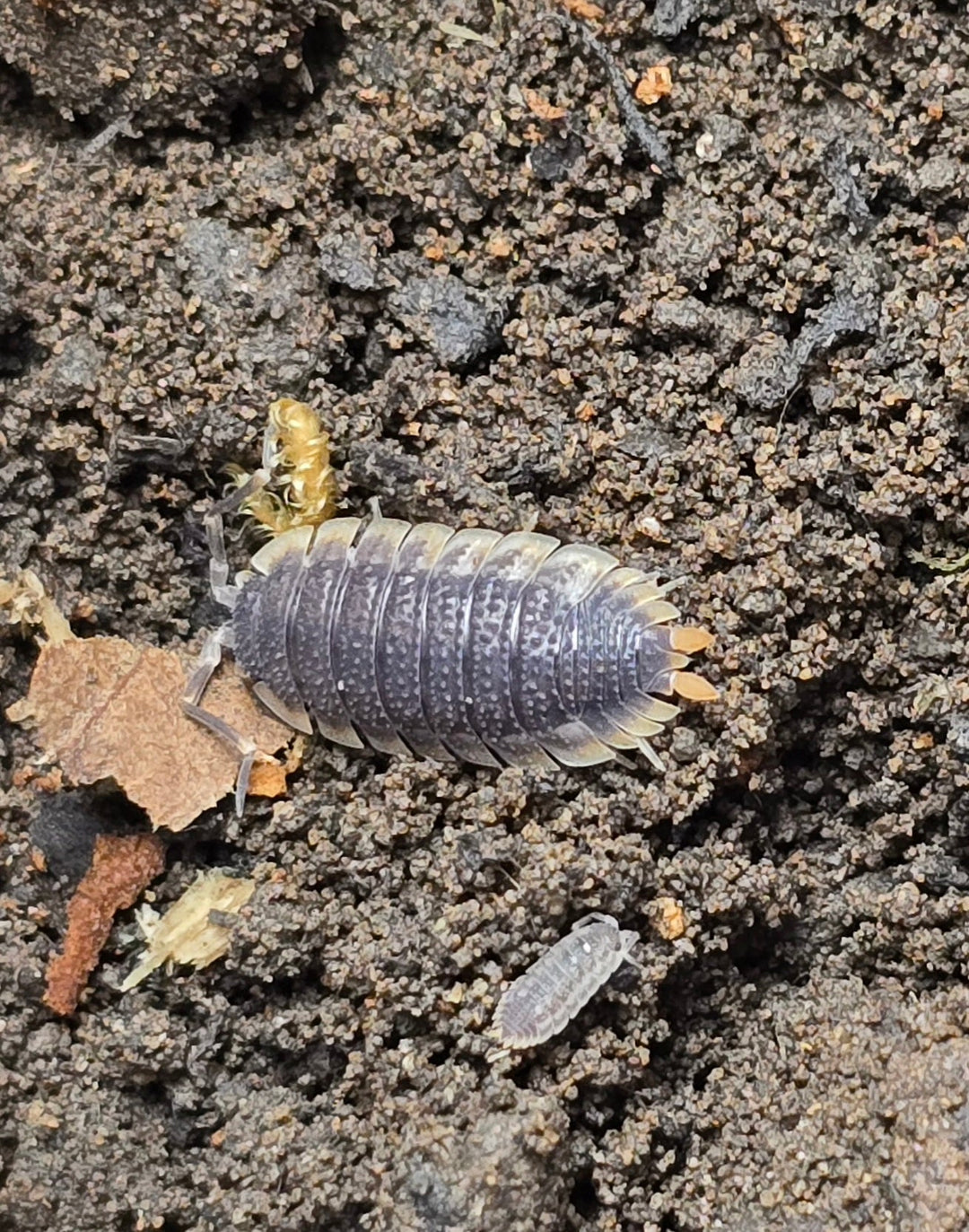 Porcellio Echinatus Red Edge Isopods - Isopods For Sale UK I PostPods