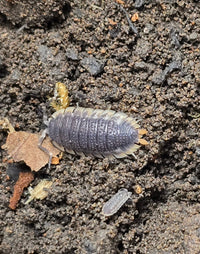 Porcellio Echinatus Red Edge Isopods - Isopods For Sale UK I PostPods