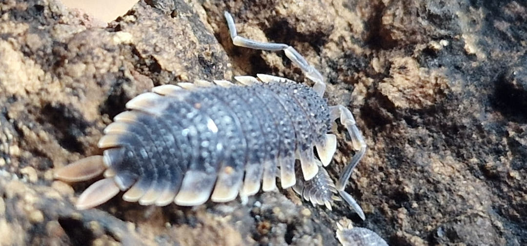 Porcellio Echinatus Red Edge Isopods