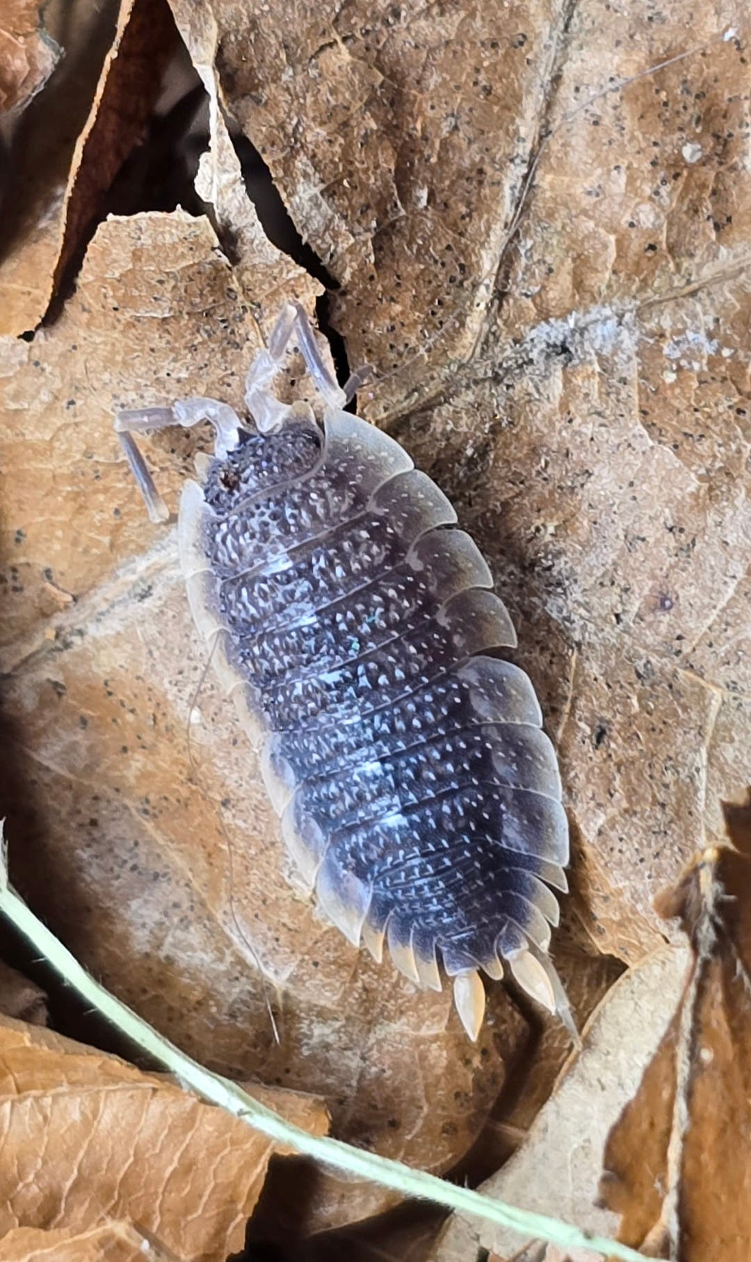 Porcellio Echinatus Red Edge Isopods