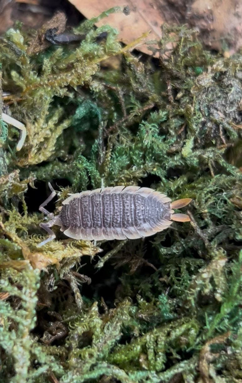 Porcellio Echinatus Red Edge Isopods