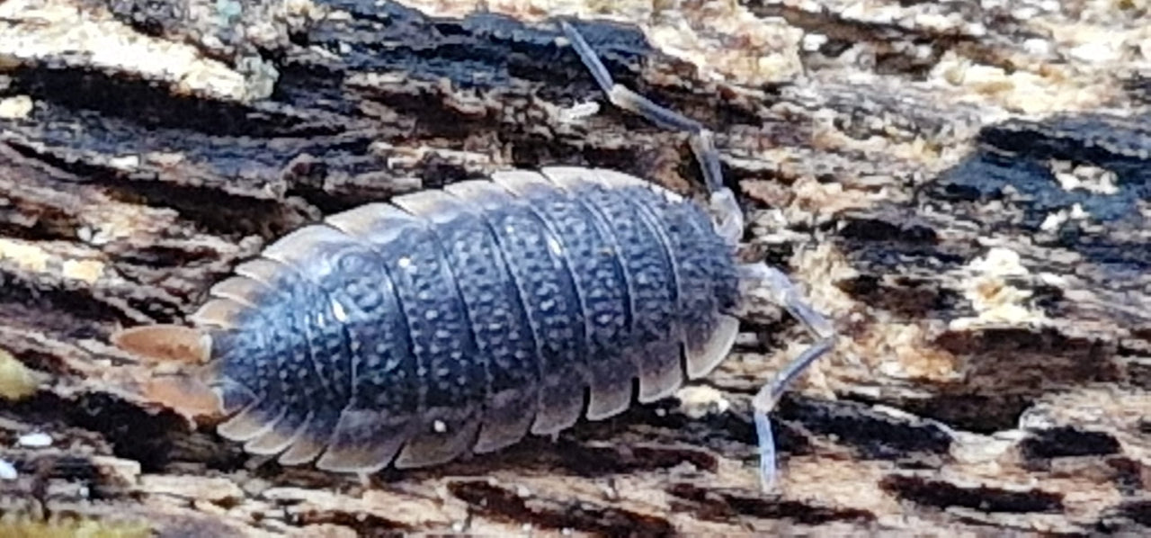 Porcellio Echinatus Red Edge Isopods - Isopods For Sale UK | PostPods