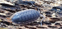 Porcellio Echinatus Red Edge Isopods - Isopods For Sale UK | PostPods