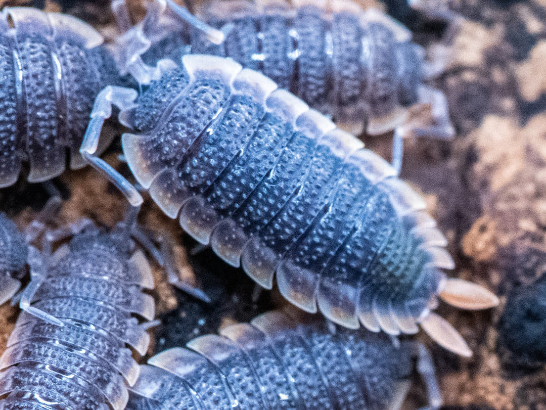 porcellio echinatus red edge