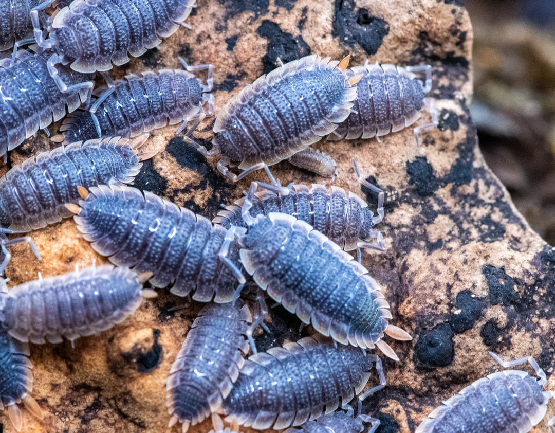 porcellio echinatus red edge