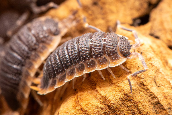 red edge isopod