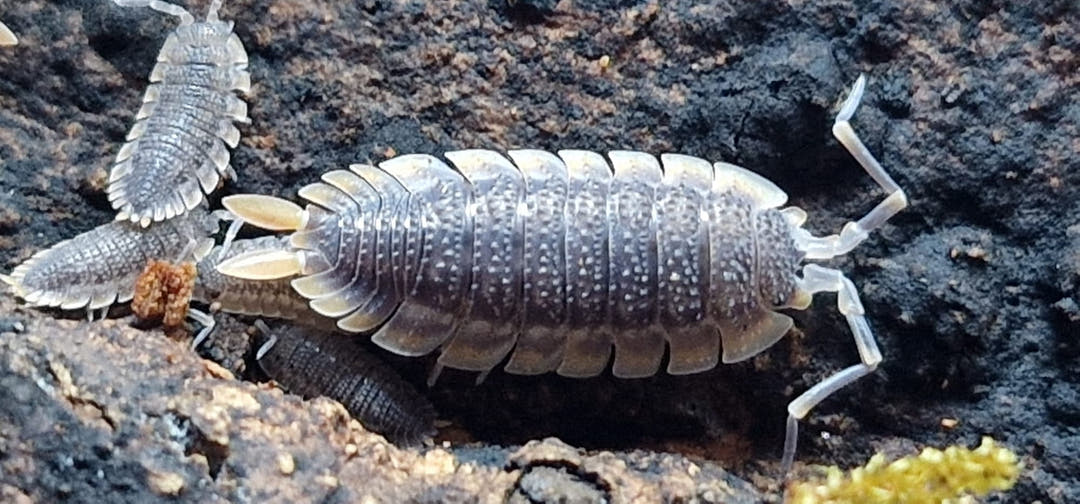 Porcellio Echinatus Red Edge Isopods