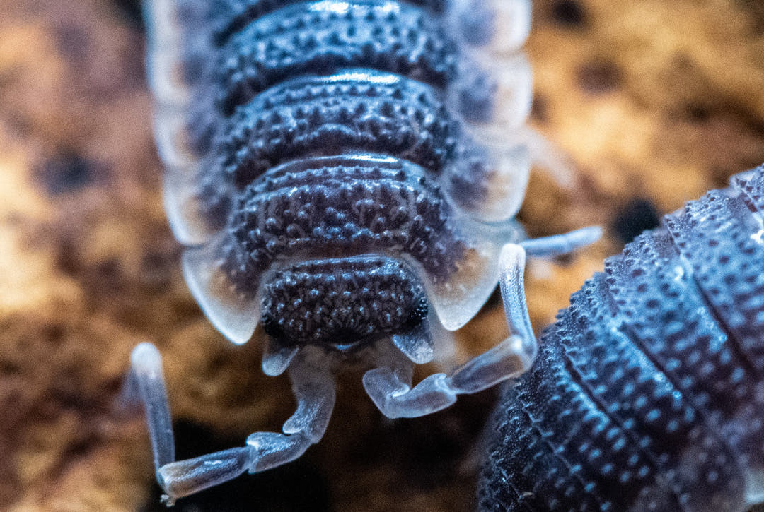 Porcellio Echinatus Red Edge Isopods