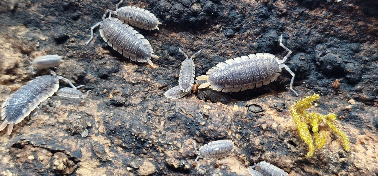 Porcellio Echinatus Red Edge Isopods - Isopods For Sale UK | PostPods