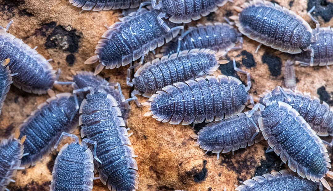 porcellio echinatus red edge isopods