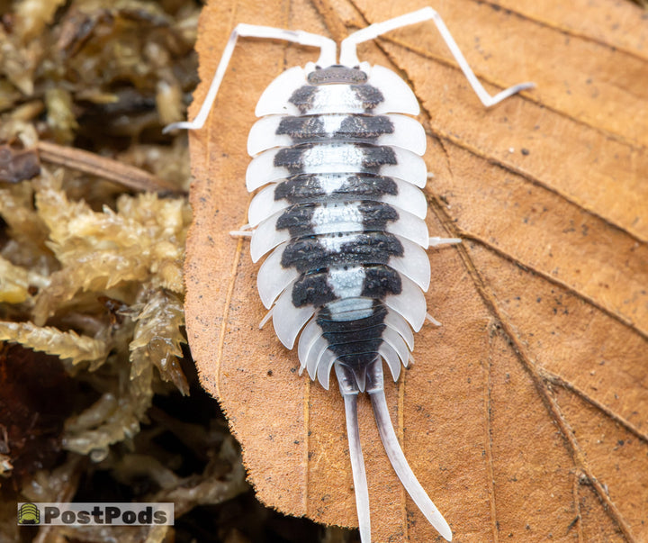 large isopod with long uropods which means it is a male. the uropods are white. so are the antenna. skirt of isopod is white then theres a black area in the middle with white large splatting from top to bottom