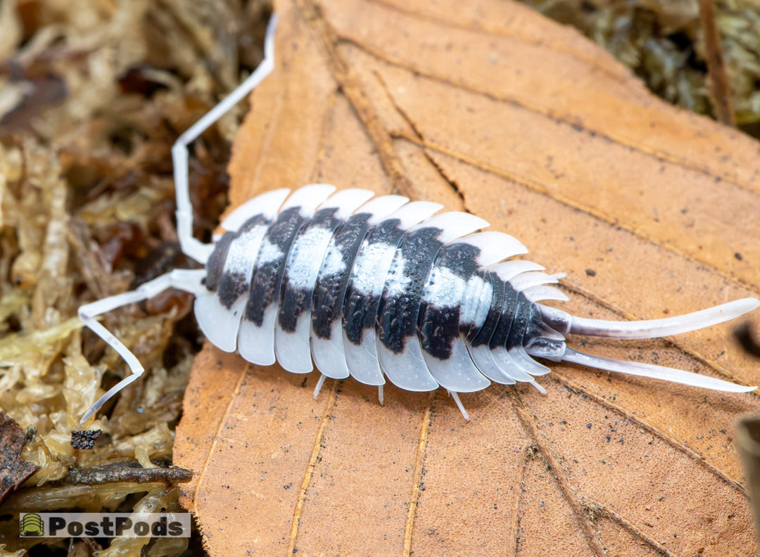 large isopod with long uropods which means it is a male. the uropods are white. so are the antenna. skirt of isopod is white then theres a black area in the middle with white large splatting from top to bottom