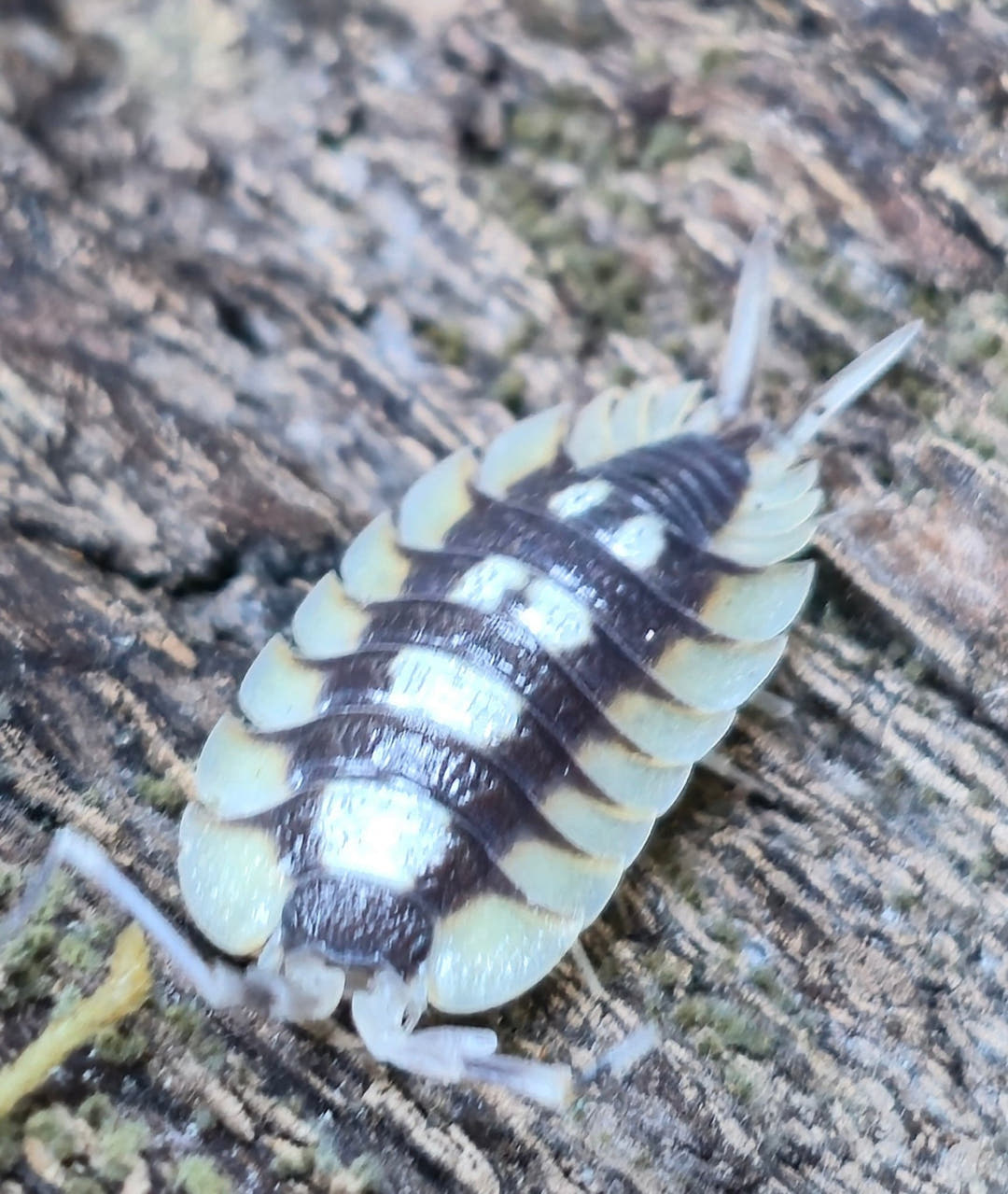 Porcellio Expansus Orange Tortosa Isopods