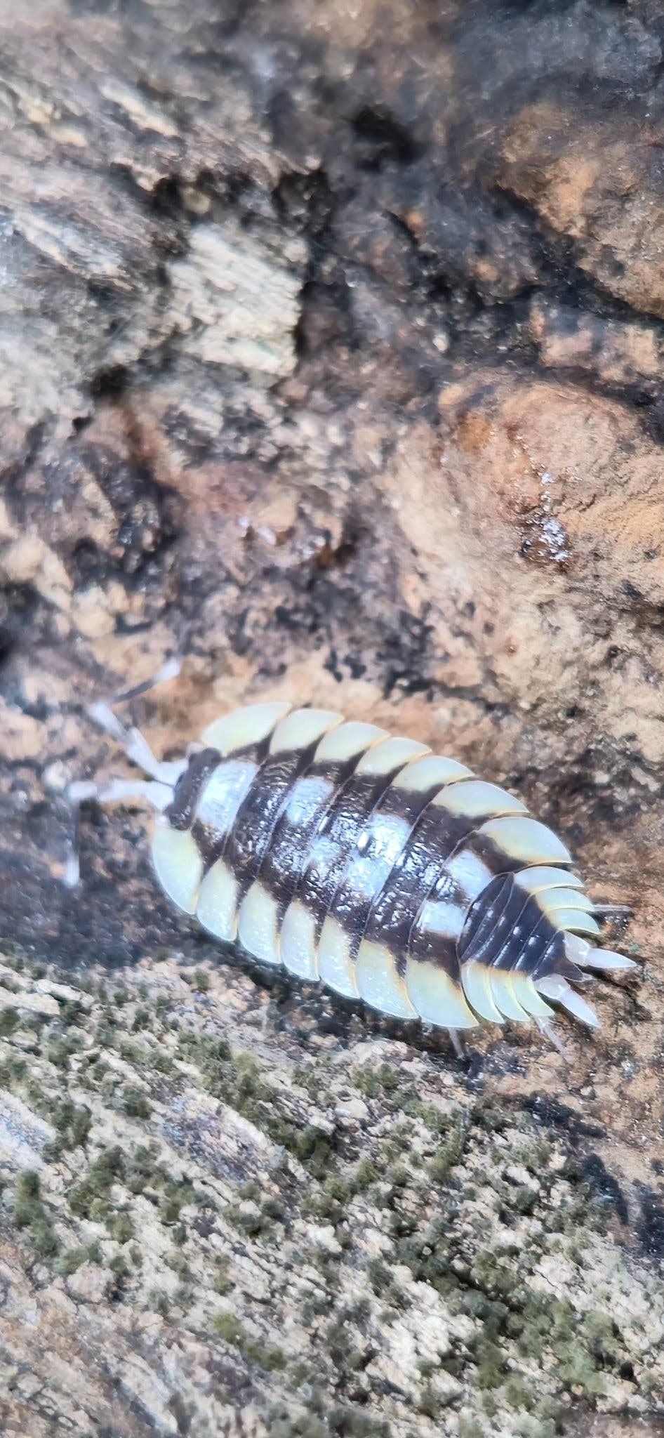 Porcellio Expansus Orange Tortosa Isopods