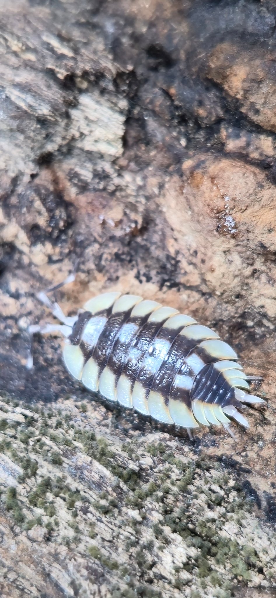 Porcellio Expansus Orange Tortosa Isopods - Isopods For Sale UK I PostPods