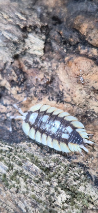 Porcellio Expansus Orange Tortosa Isopods - Isopods For Sale UK I PostPods