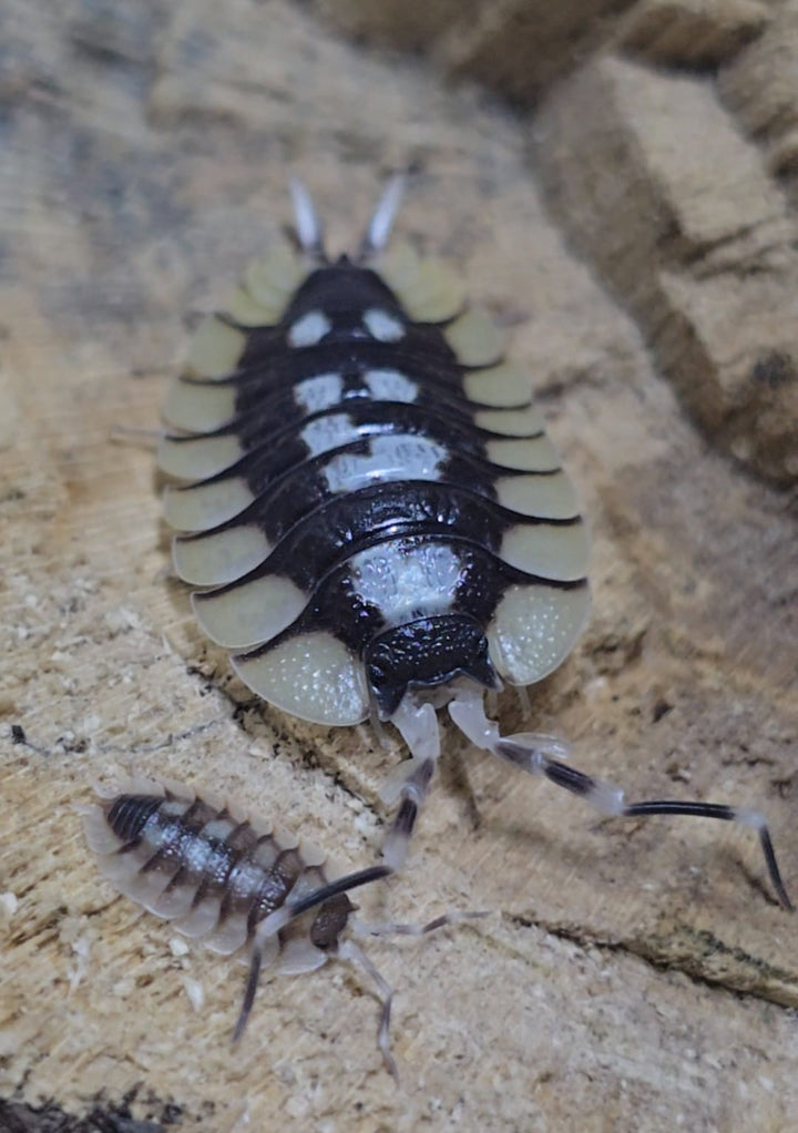 Porcellio Expansus Prades Isopods