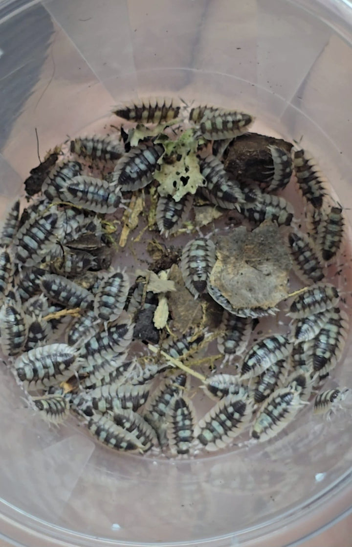 Porcellio Expansus Prades Isopods
