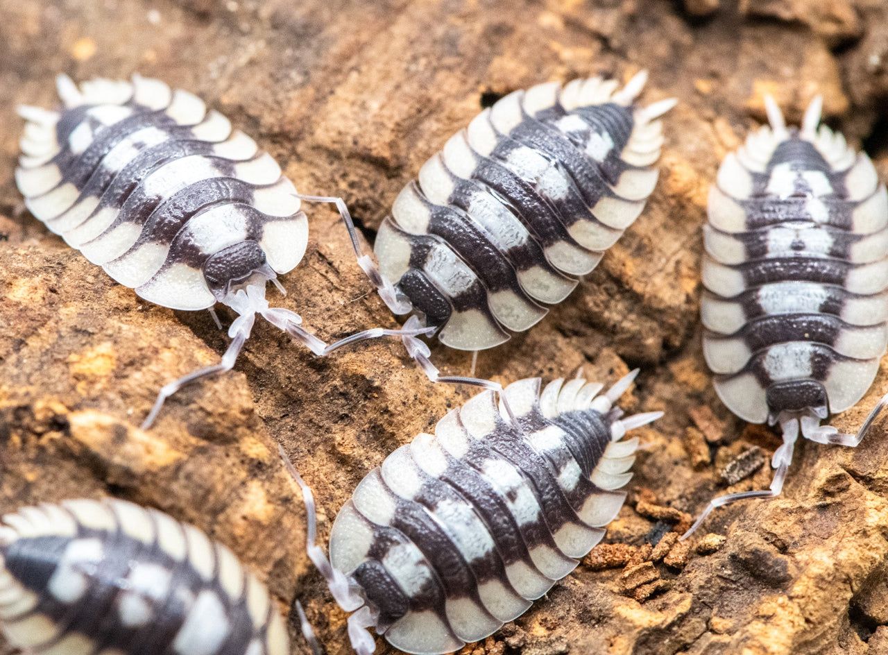 Porcellio Expansus Prades Isopods