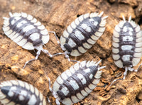 Porcellio Expansus Prades Isopods