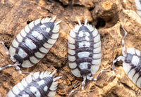 Porcellio Expansus Prades Isopods