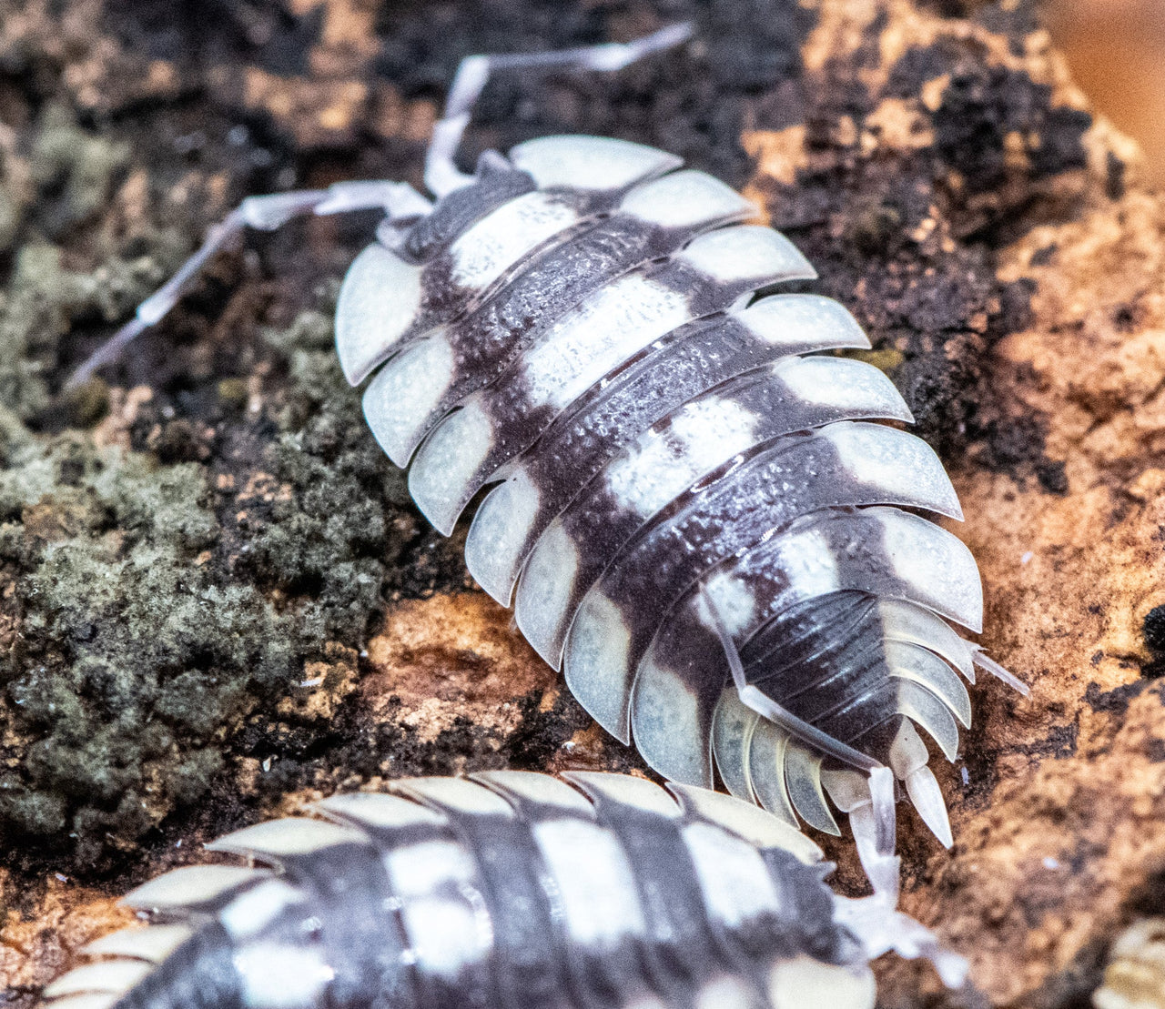 Porcellio Expansus Prades Isopods