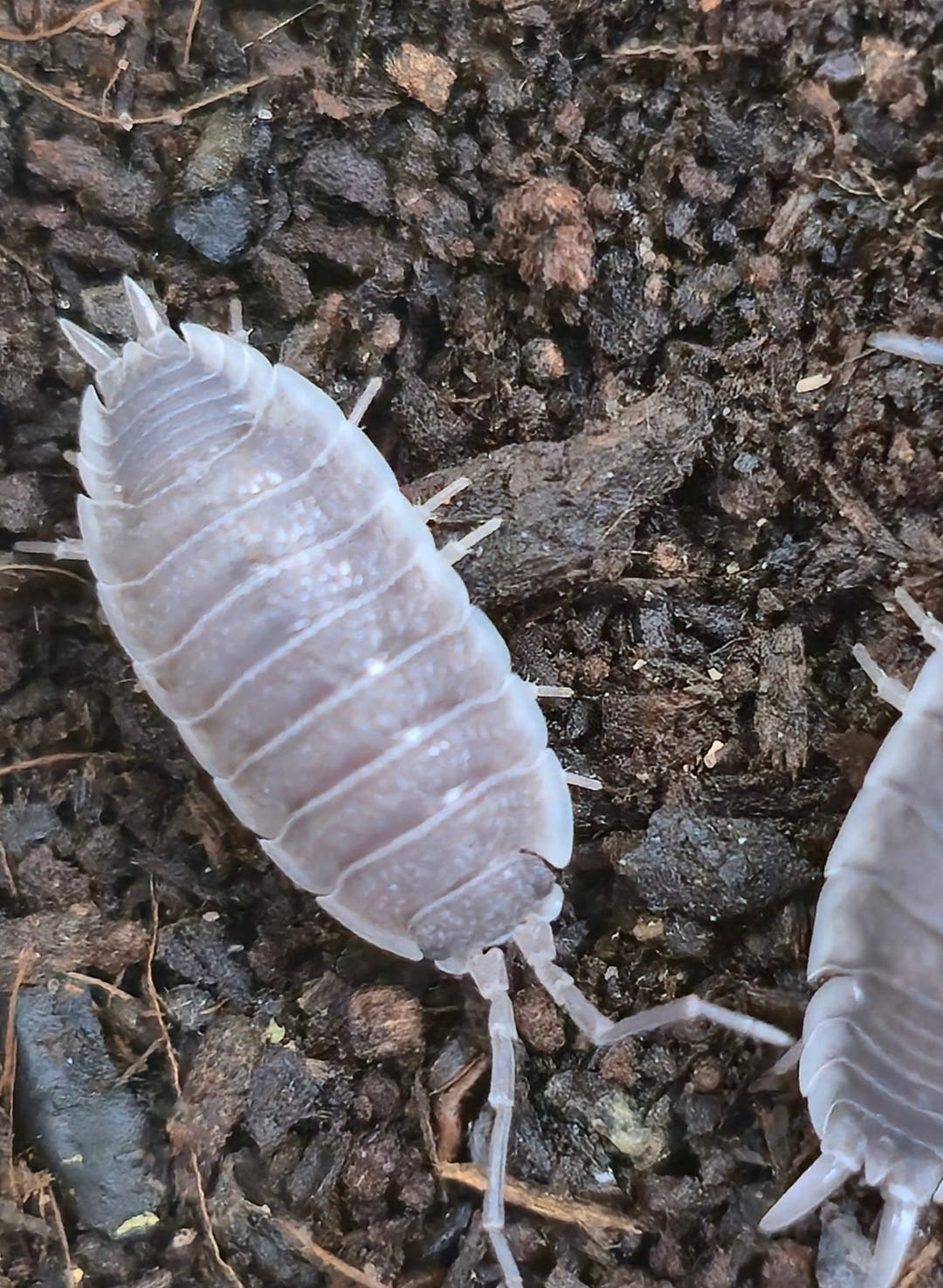 Porcellio Flavocinctus Isopods