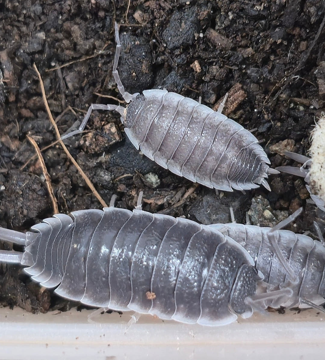 Porcellio Flavocinctus Isopods