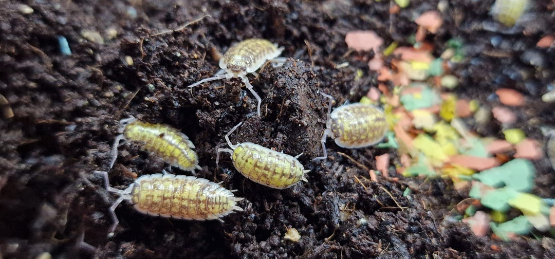 A wide view of pale yellow and white Porcellio haasi &