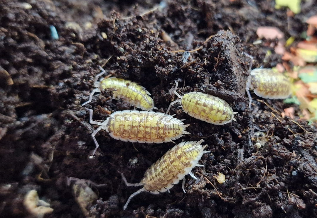 Porcellio Haasi Bardenas Isopods