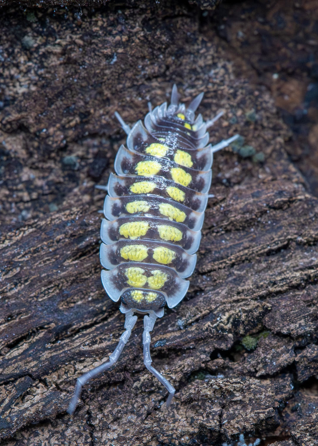 long slender isopod with white skirt long antenna large neon splatted body with black surrounding