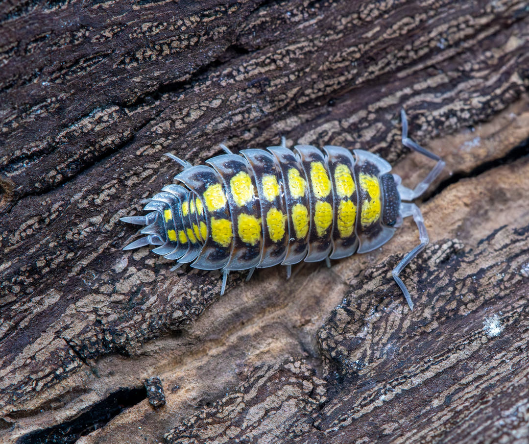 long slender isopod with white skirt long antenna large neon blocks on body with black surrounding this