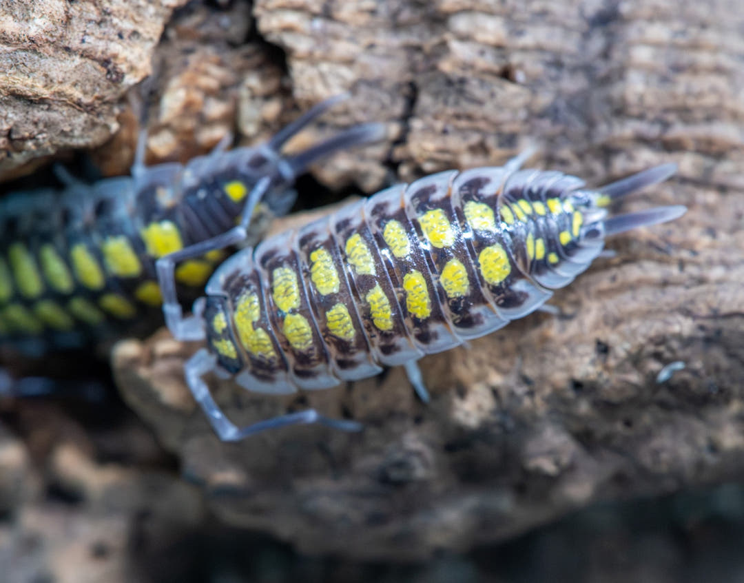 porcellio high yellow male, you can tell its male due to the long uropods (the spines sticking out of the back end)