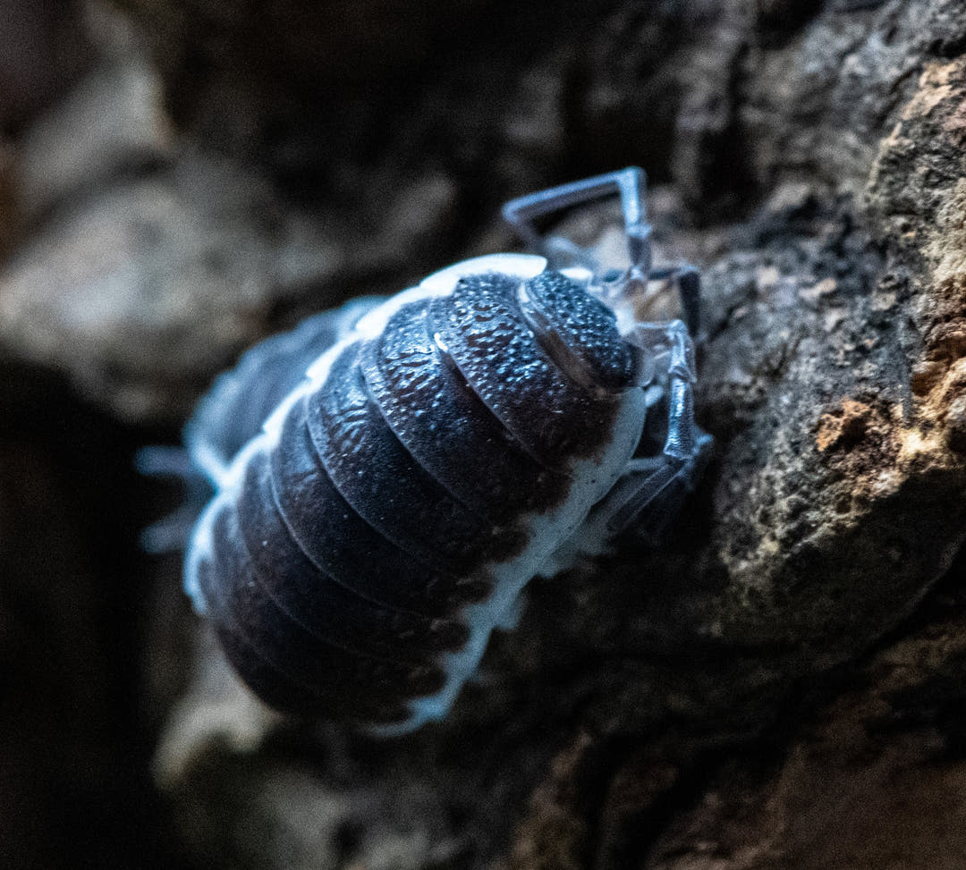 sevilla isopod